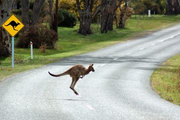 Animal collisions jump 22% as AAMI urges drivers to stop ignoring wildlife signs