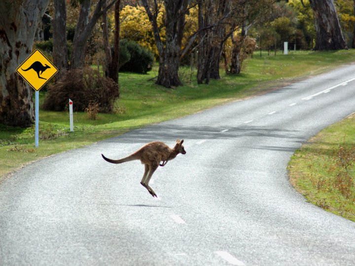 Animal collisions jump 22% as AAMI urges drivers to stop ignoring wildlife signs